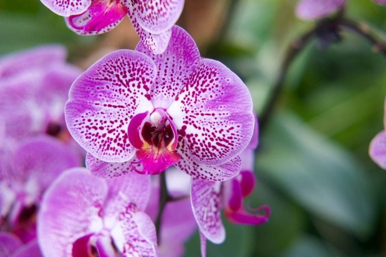 macro photography of purple flowers